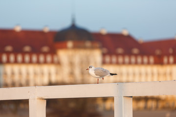 Obraz premium Seagull on the wooden pier on the backgroud of Grand Hotel during the sunrise
