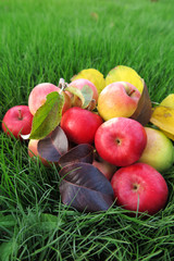 Ripe cultivar apples with autumn leaves on the lawn in the autumn garden
