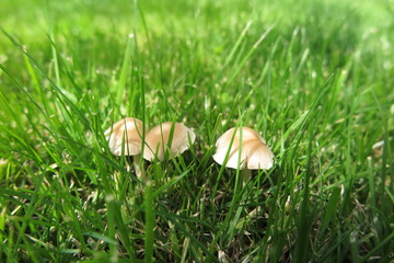 Inedible mushrooms in the fresh lawn in the summer garden