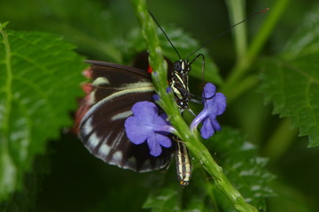 Exotischer Schmetterling