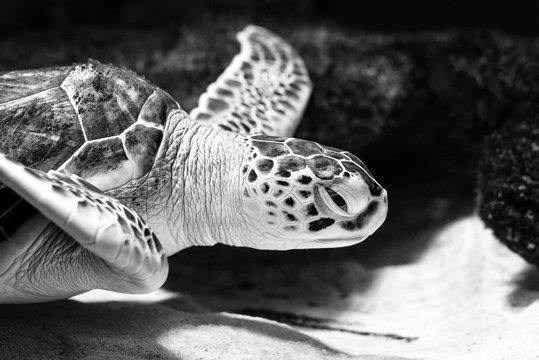 Sea turtle closeup black and white photo grain added.