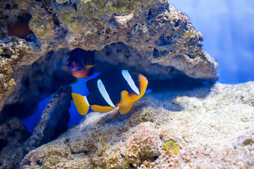 Tropical fish swim near coral reef. Underwater life.