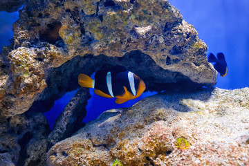Tropical fish swim near coral reef. Underwater life.