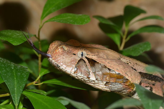 Gabunviper