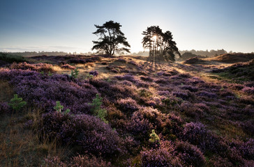 beautiful sunrise on hills with heather flowers