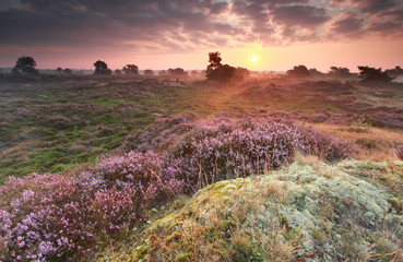 purple summer sunrise over heathland