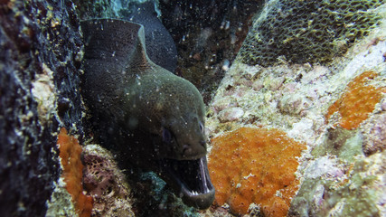 moray