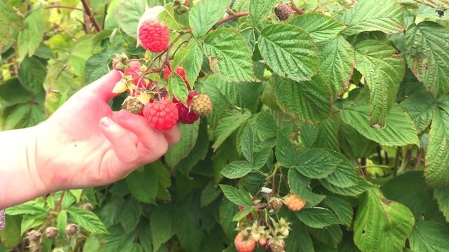 Childs' hands pull strongly on raspberry branch picking organic raspberries
