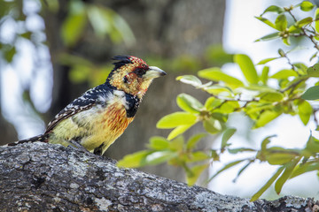 Crested Barbet in Kruger National park, South Africa