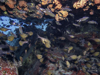 Fototapeta na wymiar fish school in the cave