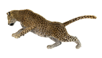 Big Cat Leopard on White