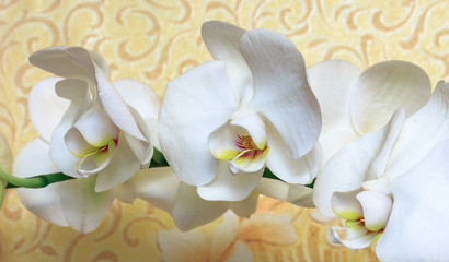 Flowers white orchid