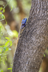 black-necked agama in Kruger National park, South Africa