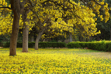 Tabebuia Argentea trees fully covered with yellow flowers at the beginning of summer. Family:...