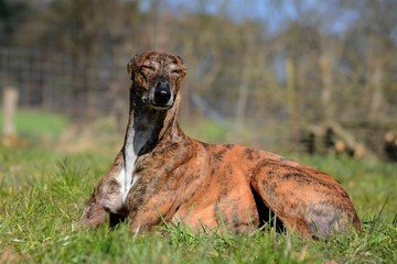 Hund liegt im Gras und genießt die Sonne