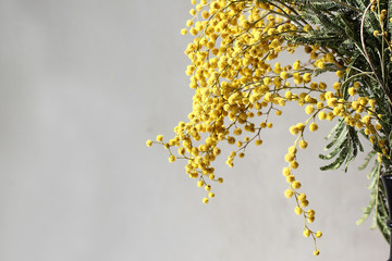 Fresh mimosa flower