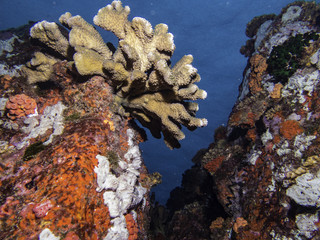 coral view