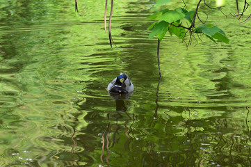 Funny looking duck on the lake