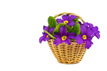 Mothers Day flowers. Spring flowers in the basket