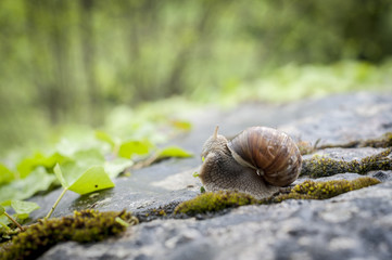 Escargot