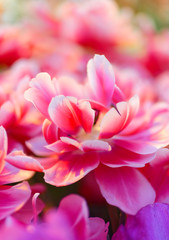 Obraz na płótnie Canvas Fresh pink white red tulips