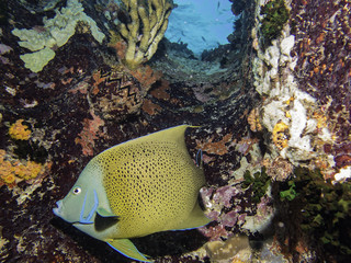 semicircle angelfish
