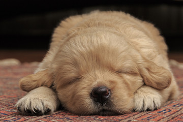 Golden Retriever Puppy