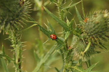 Божья коровка сидит на зеленой колючке