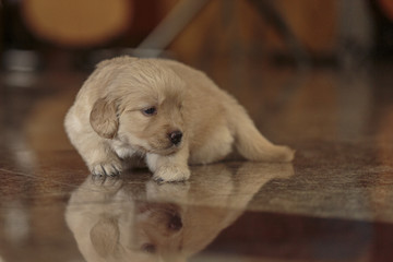 Golden Retriever Puppy