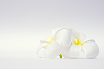 White Plumeria flower isolated on white background
