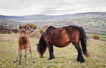 Fototapeta na wymiar Dartmoor ponies