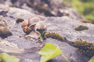 Escargot