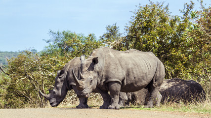 Fototapeta premium Southern white rhinoceros in Kruger National park, South Africa