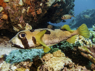 spiny pufferfish © Pierluigi Leggeri