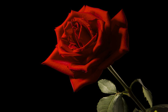 Fototapeta Red rose isolated on a black background