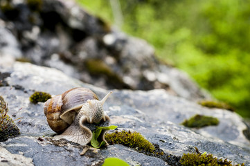 Escargot en train de manger une feuille
