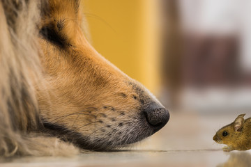 Begegnung zwischen Hund und Maus – closeup einer Annäherung