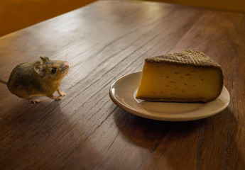 Versuchung - Maus auf Tisch findet ein leckeres Stück Käse