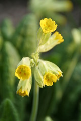 Primula veris