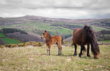 Dartmoor ponies