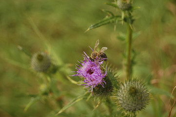Пчела сидит на красивом розовом цветке
