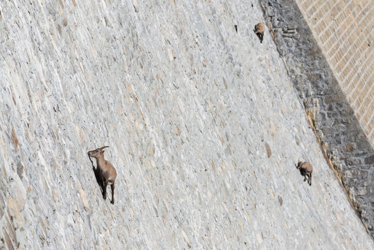 Stambecchi equilibristi sulla diga del Lago Cingino, Valle Antrona, Piemonte, Italia