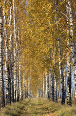 Birch road
