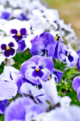 Pansies in a flowerbed in springtime. Nature background with selective focus.