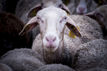 Portrait de brebis