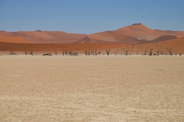 Fototapeta na wymiar Kameldornbäume im Dead Vlei (Namib-Naukluft-Park)