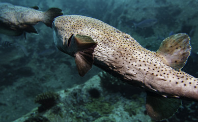 spiny pufferfish © Pierluigi Leggeri