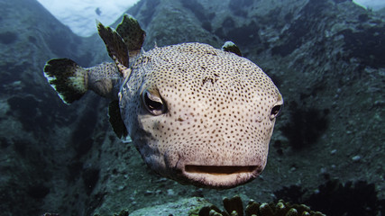 spiny pufferfish © Pierluigi Leggeri