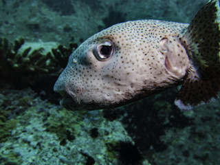 spiny pufferfish