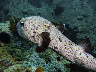 spiny pufferfish © Pierluigi Leggeri